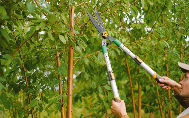 Tree trimming in Cartersville, VA