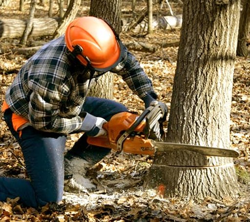 Tree Removal in Cartersville, VA